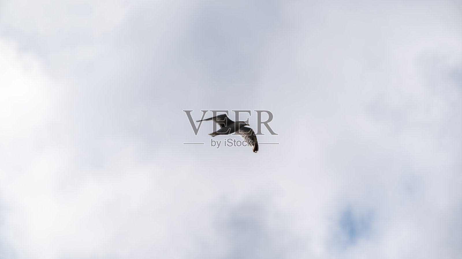 一只海鸥照片摄影图片