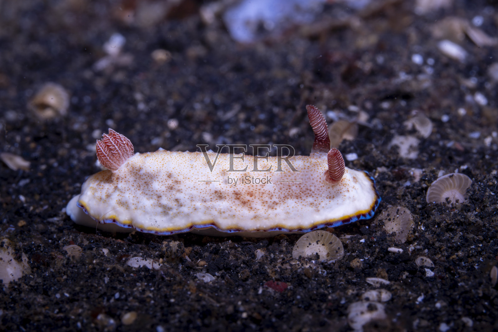 珍贵的裸鳃类 Goniobranchus preciosus照片摄影图片