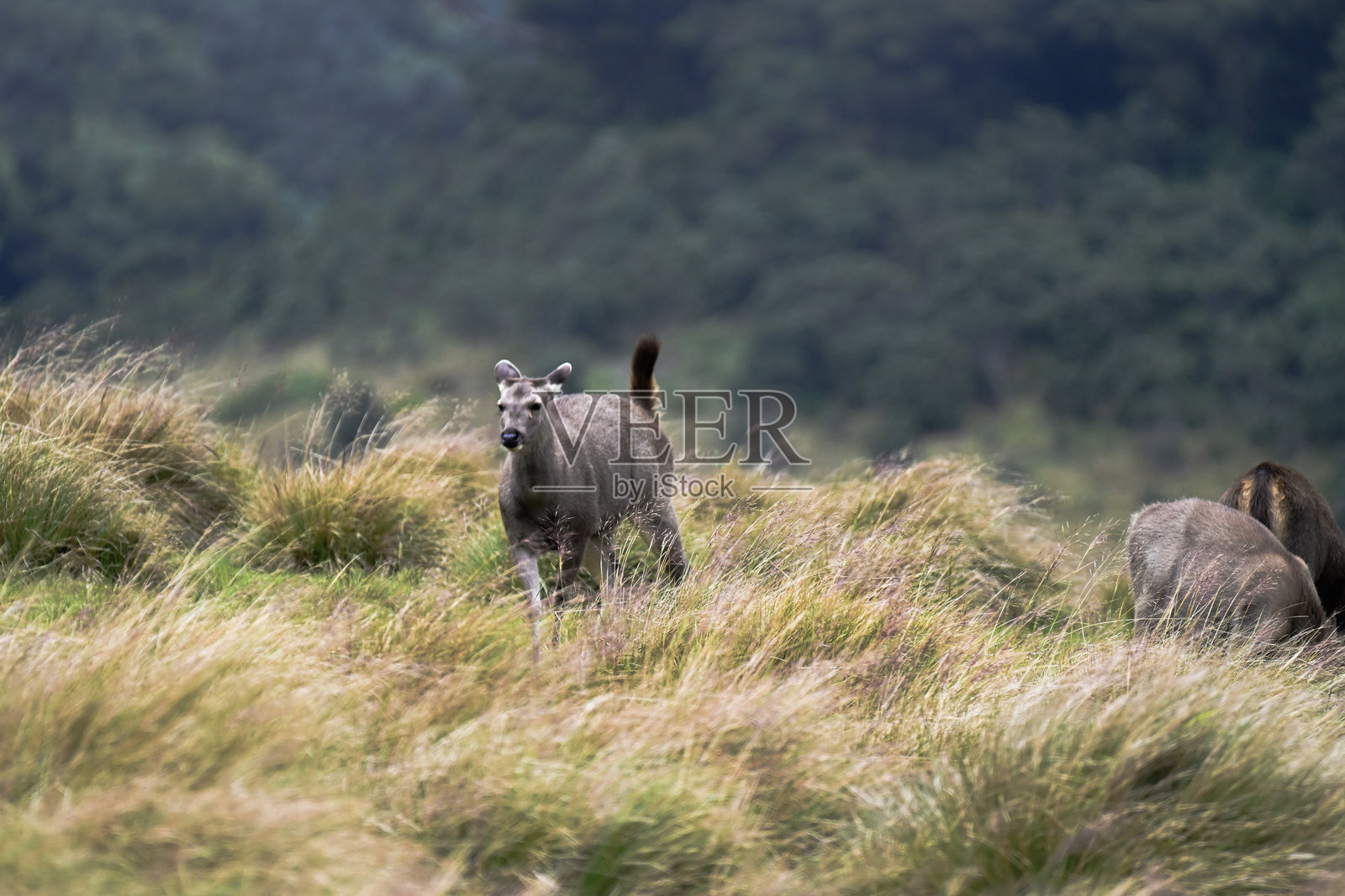斯里兰卡霍顿平原上骄傲的桑巴鹿照片摄影图片
