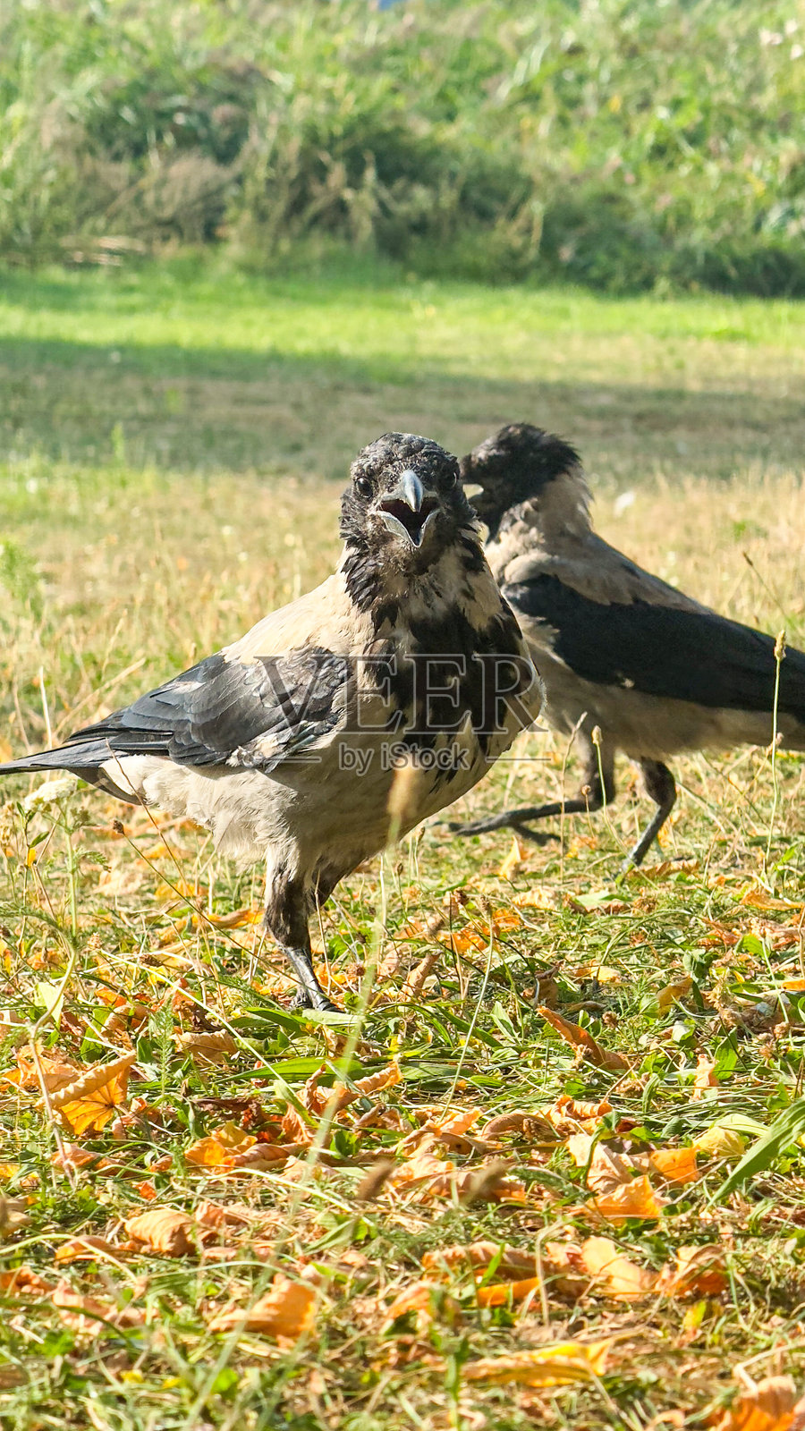 一只灰色的乌鸦特写,在黄叶和绿树的背景下乞食。照片摄影图片