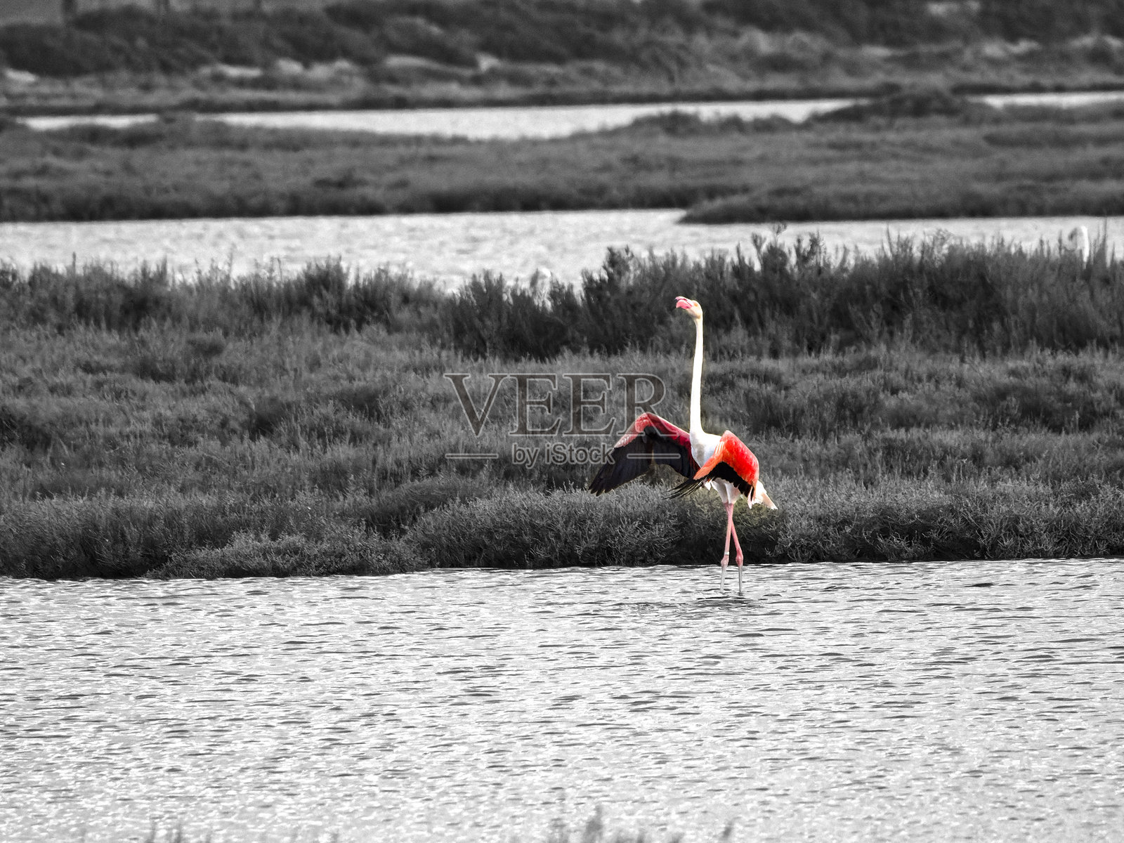 多ñana 和埃布罗河三角洲的探险照片摄影图片