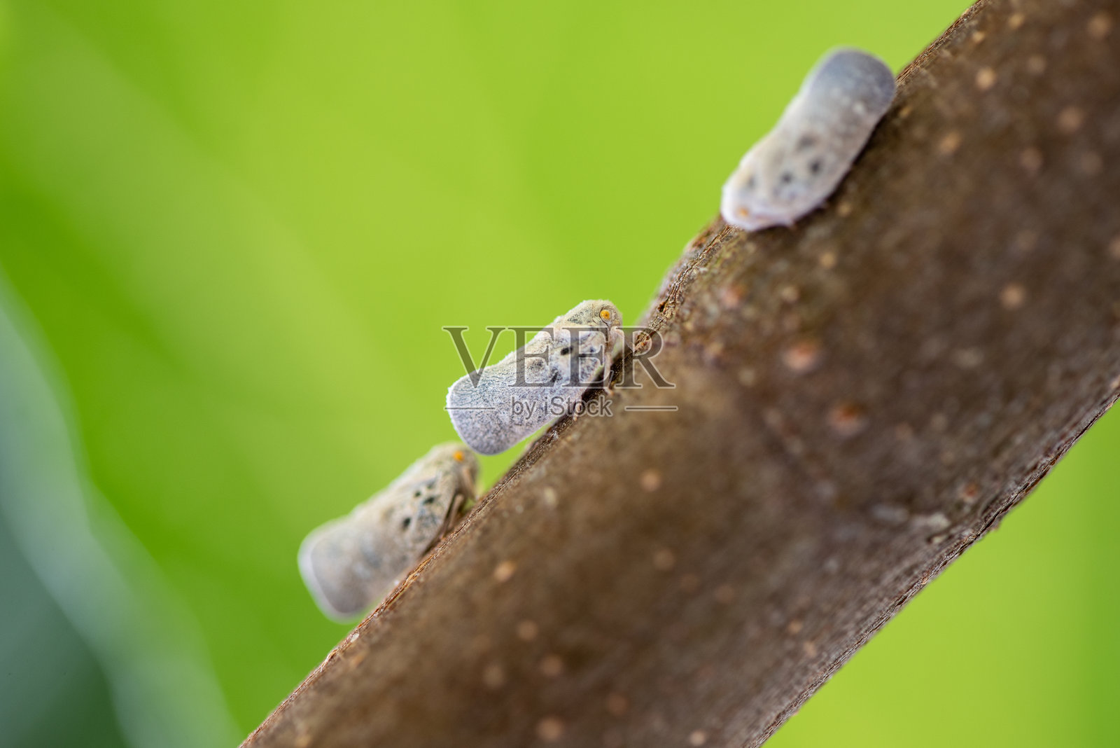 树枝上的蜡蝉,微距照片照片摄影图片