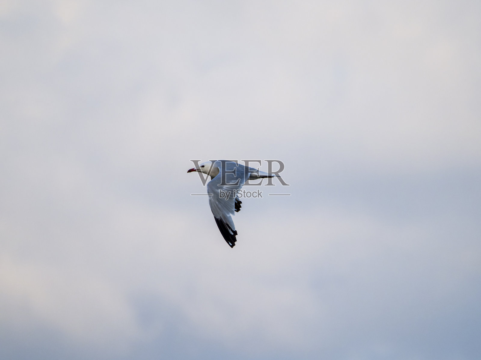 海鸥在晴朗的日子里飞越海洋,象征着自由和海洋自然。照片摄影图片