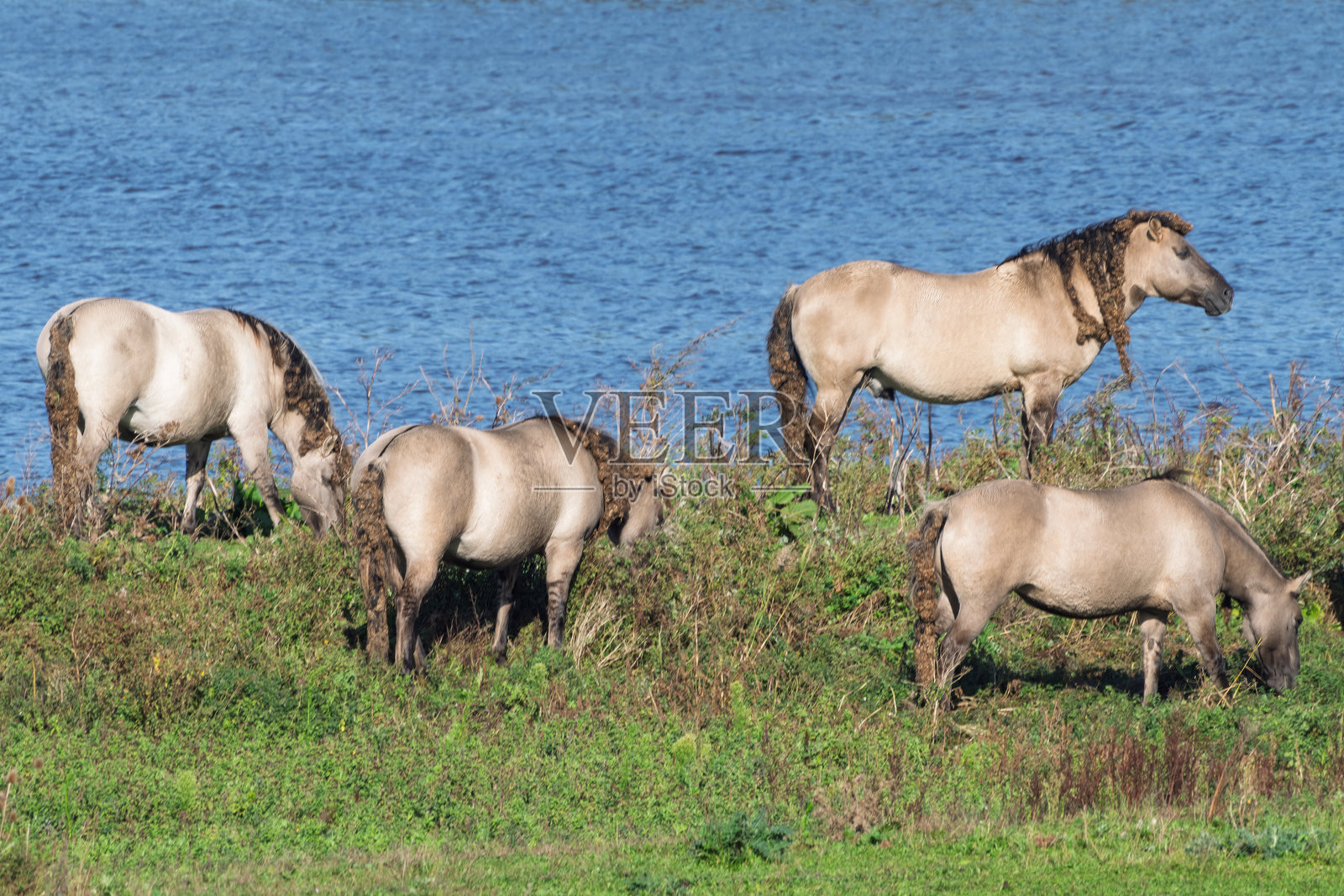 英国剑桥郡威肯沼泽,普氏野马在草地上聚集,背景是木栅栏。照片摄影图片