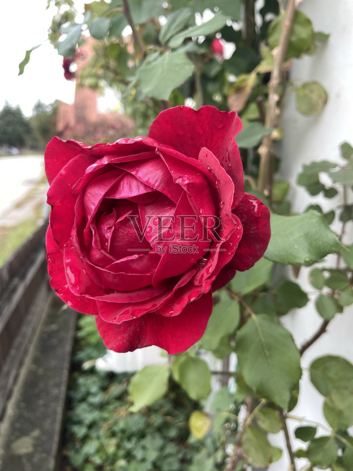 雨滴下的奢华红玫瑰,植物与情感素材图照片摄影图片