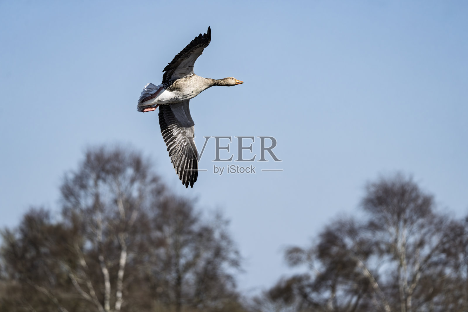 剑桥郡威肯沼泽,英国。灰雁张开翅膀在晴朗的蓝天和光秃的冬季树木前飞翔。照片摄影图片