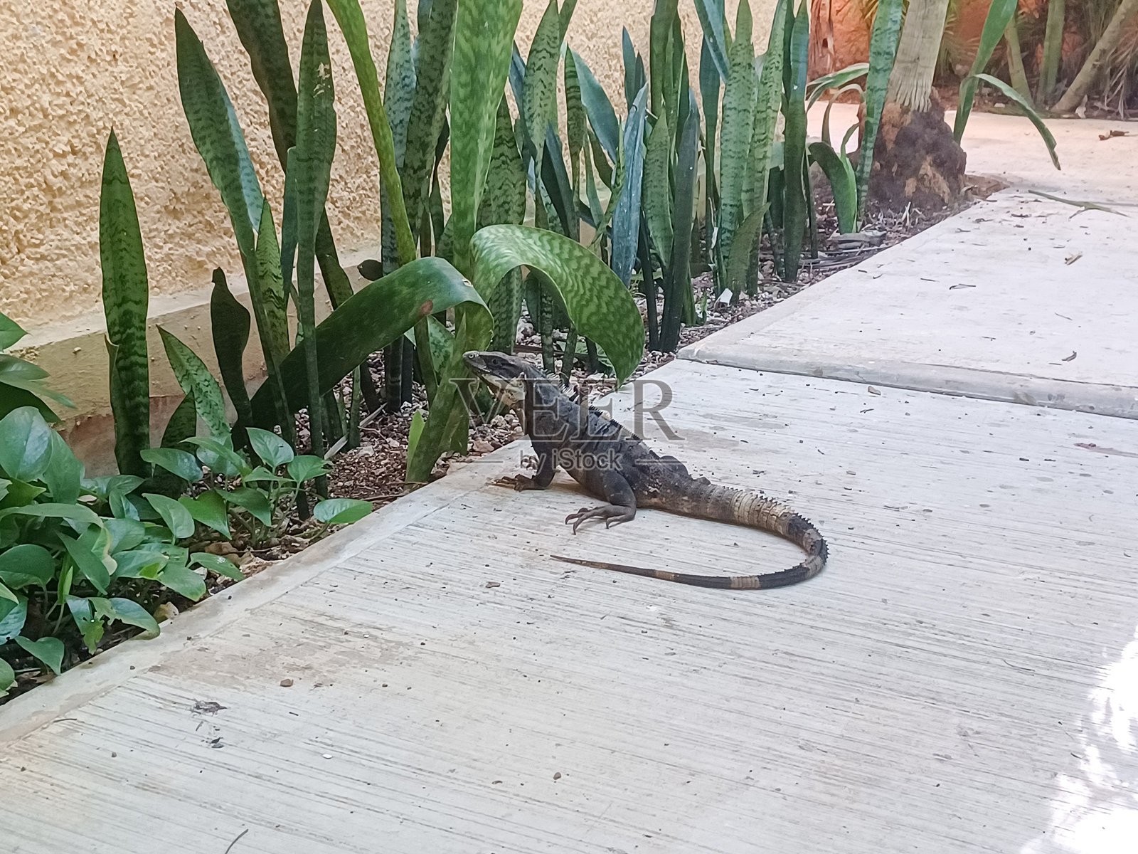 鬣蜥在热带植物附近照片摄影图片