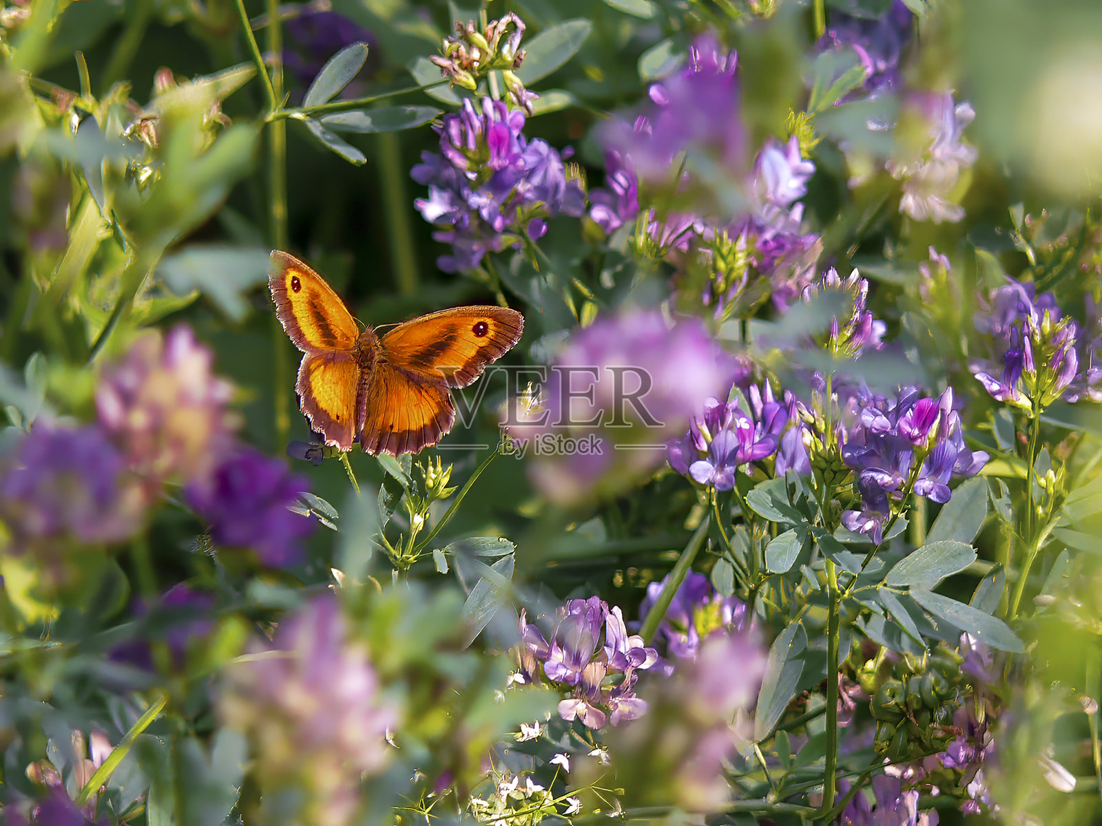 红褐色眼蝶(Pyronia tithonus)在穆西奥拍摄。照片摄影图片