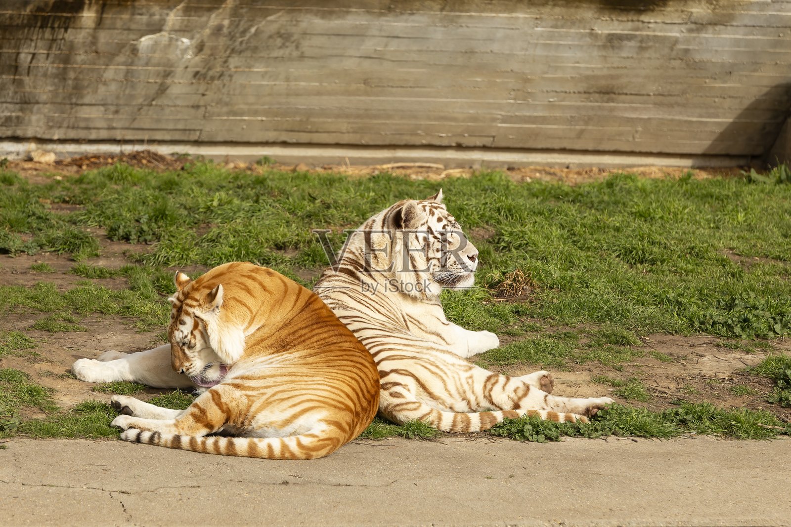 阳光下,两只雄伟的老虎在草地上依偎休息。照片摄影图片