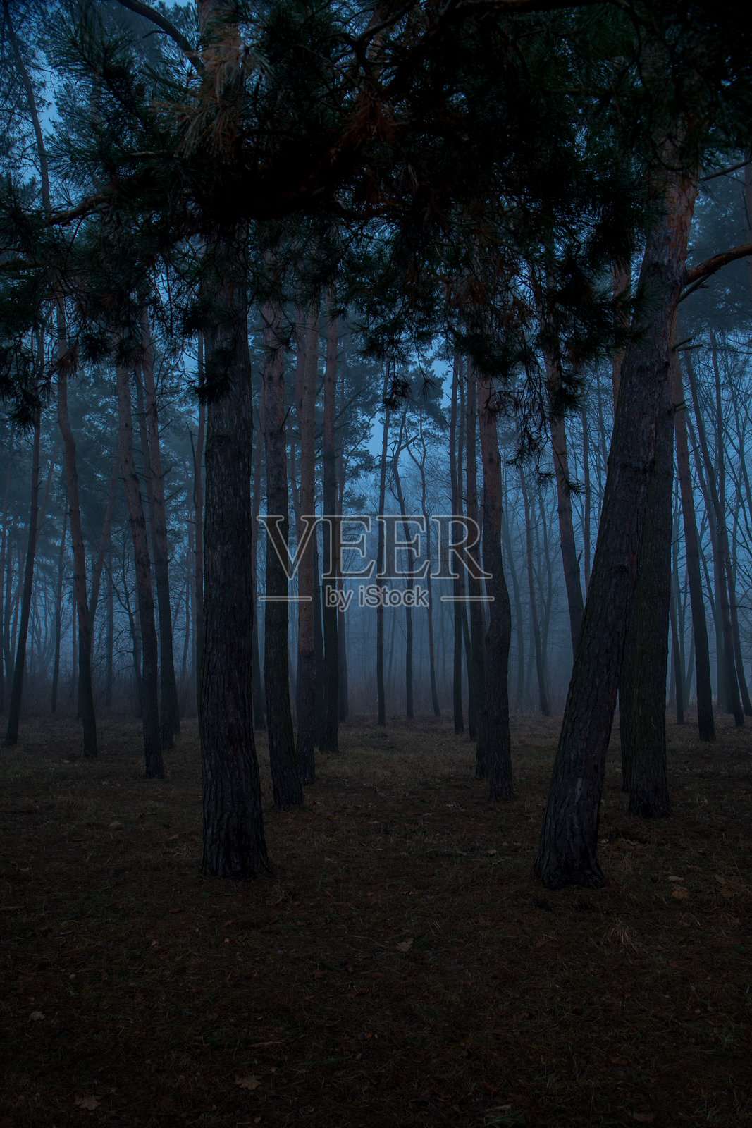 以树木为背景的雾蒙蒙的森林照片摄影图片