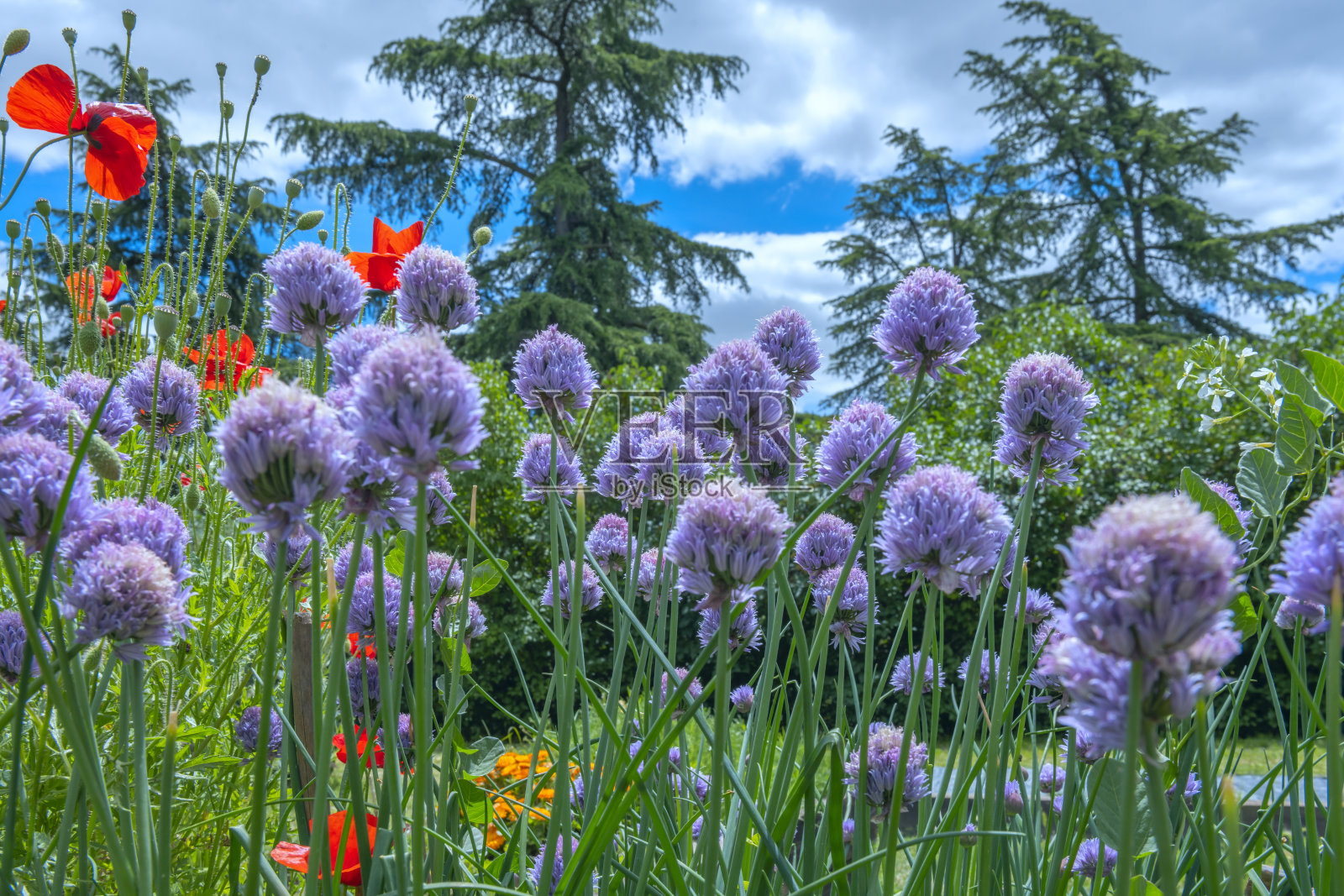 Phuopsis,一种芳香草本植物,其花序为半球形。照片摄影图片