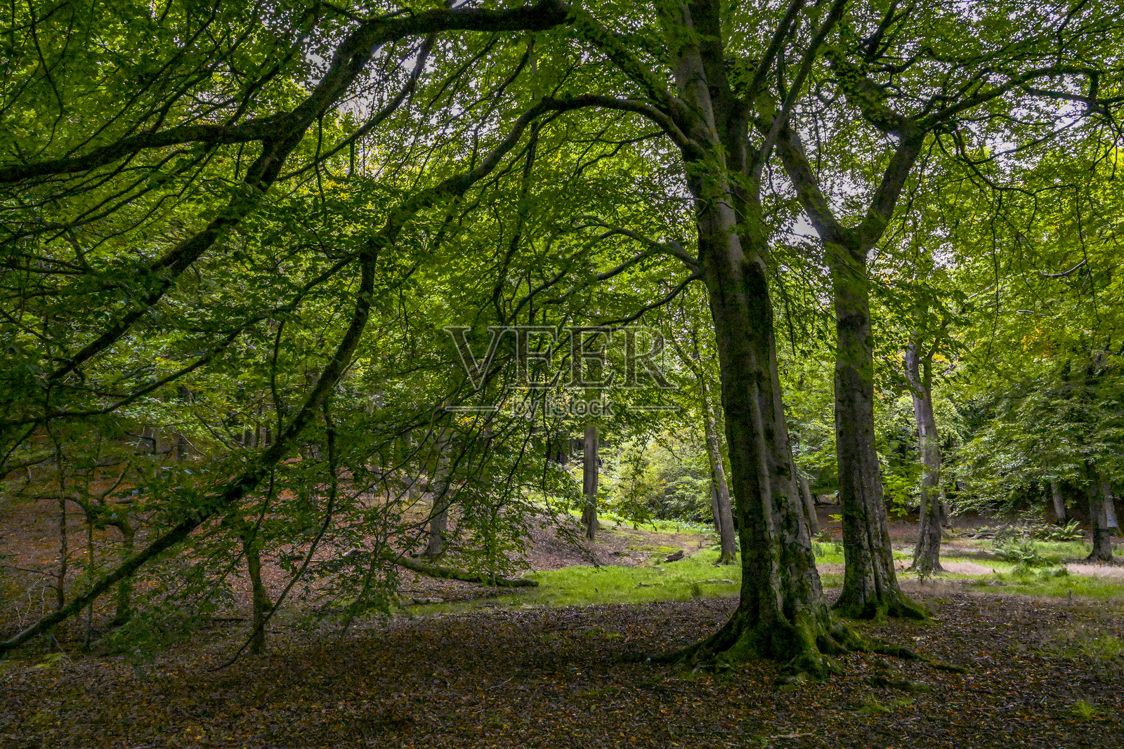 秋季前的坦德尔山乡村公园照片摄影图片