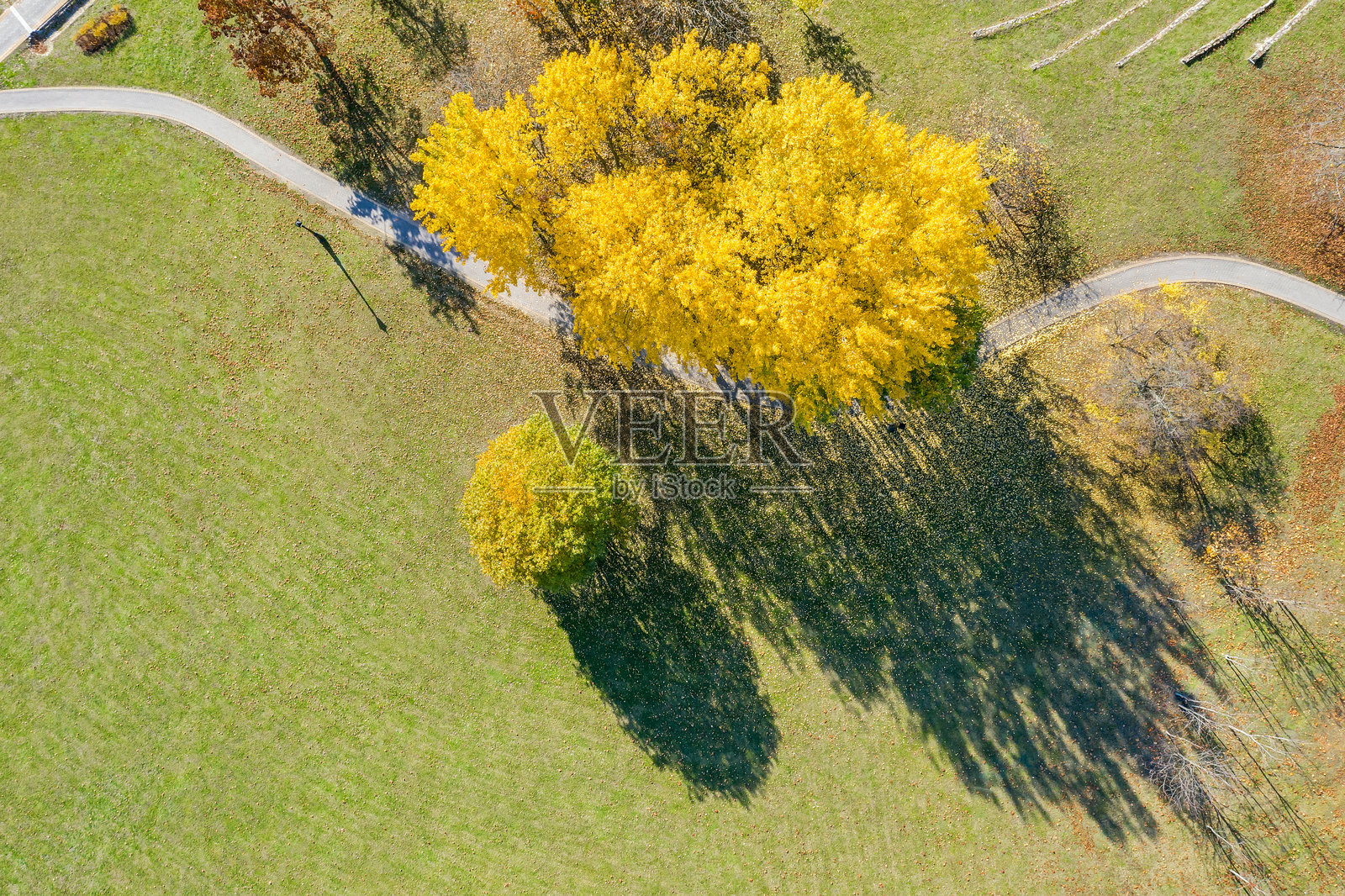 秋日公园景观,落叶彩色金黄的树林间小径,无人机航拍。照片摄影图片