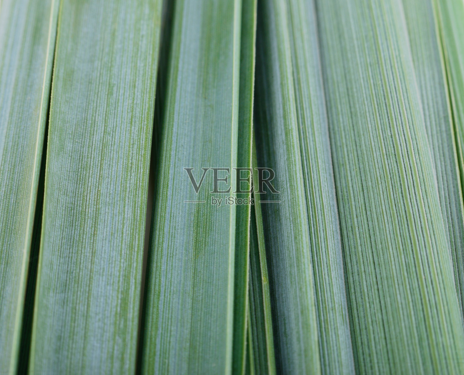 绿色叶子纹理背景照片摄影图片