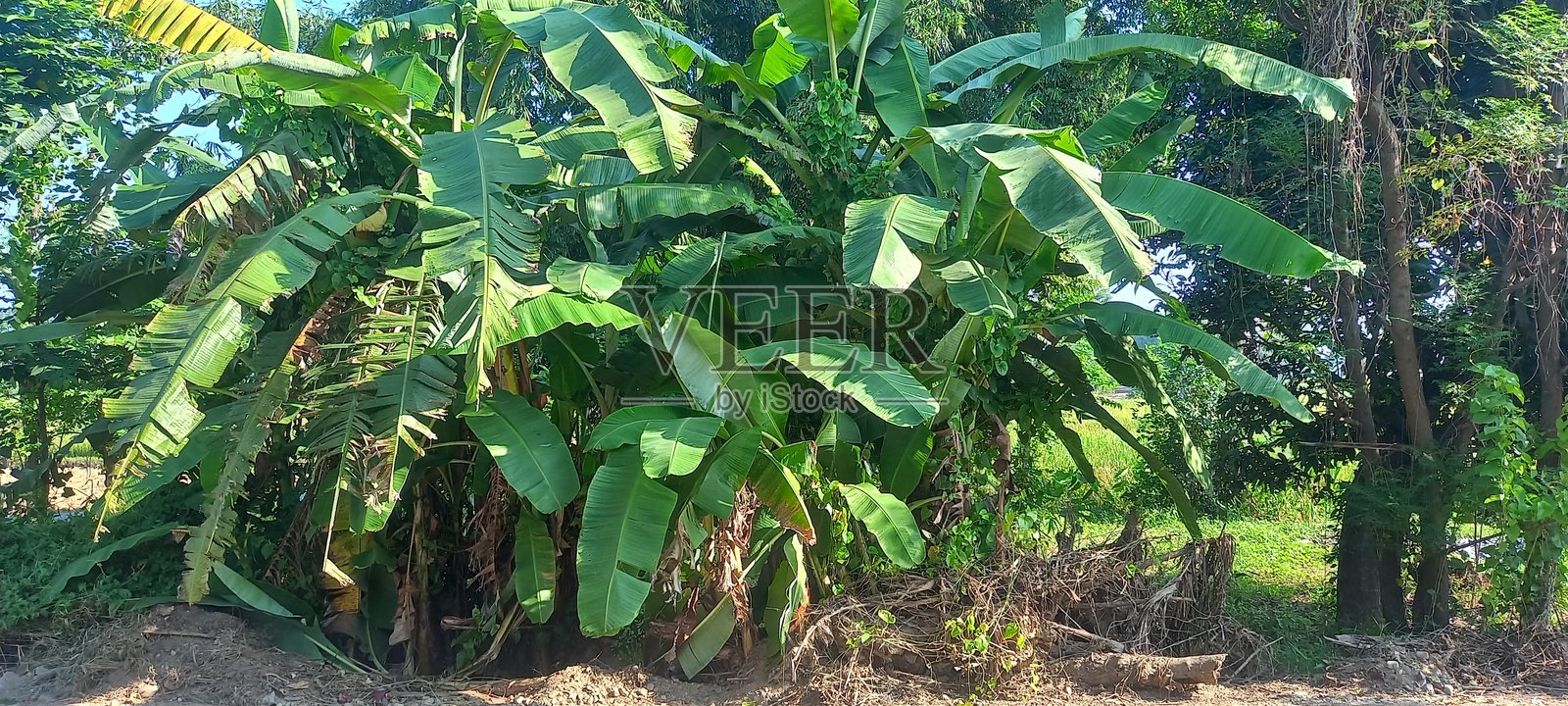 香蕉树照片摄影图片