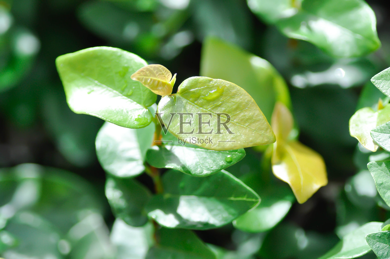 薜荔,又称攀援无花果或攀缘藤照片摄影图片