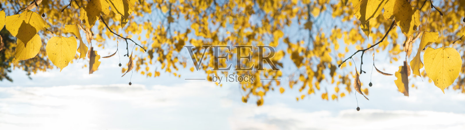 秋季背景横幅全景,长幅 - 秋天色彩斑斓的椴树特写照片摄影图片