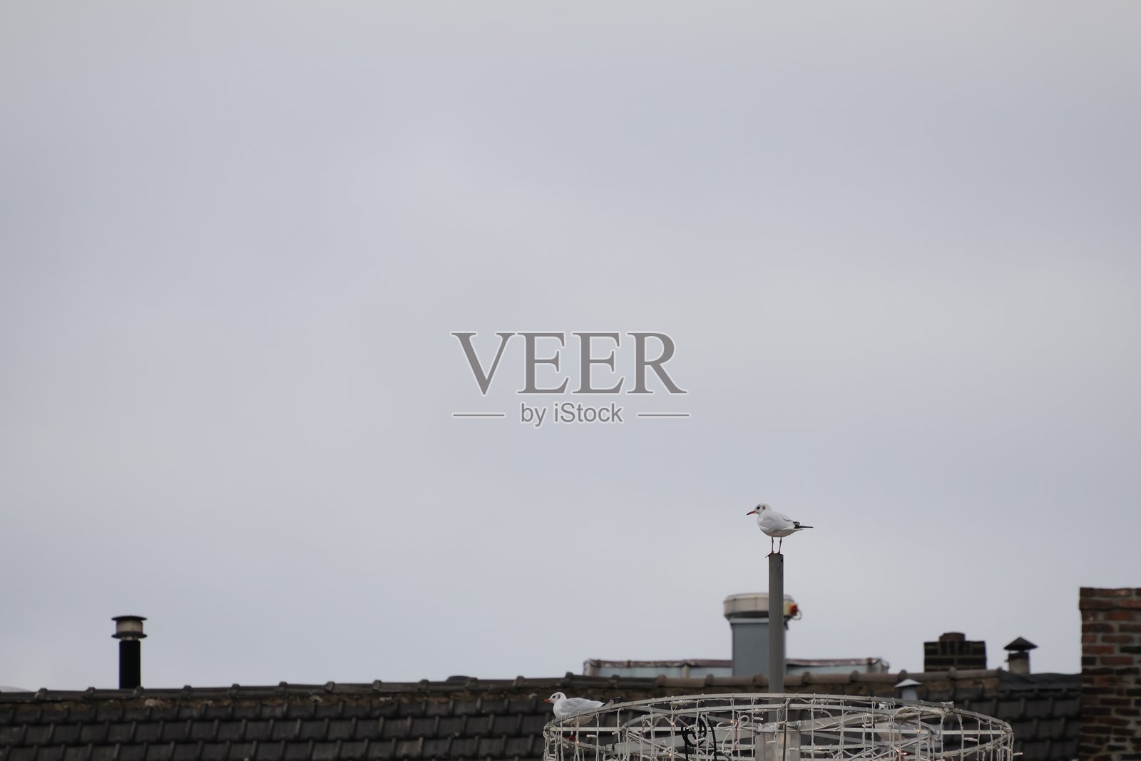 一只孤独的海鸥静静地栖息在金属杆上照片摄影图片