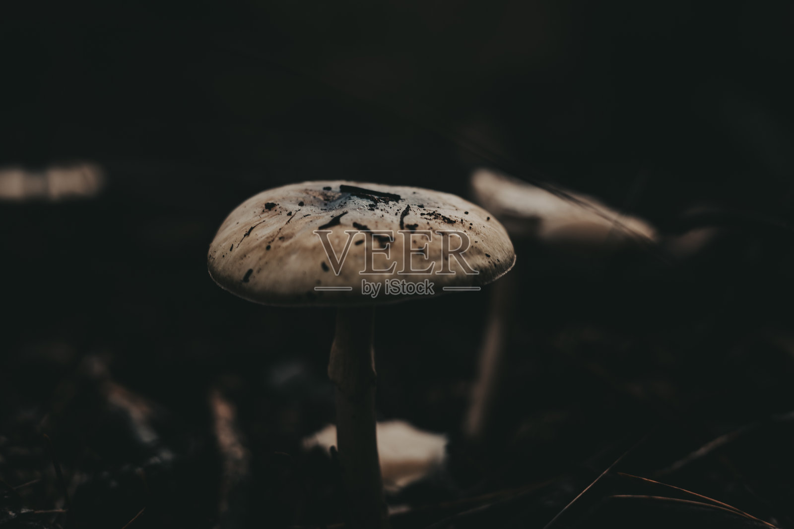 阴郁的森林中生长着蘑菇,光线富有氛围感。这些蘑菇以低调、忧郁的风格捕捉,营造出神秘感和吸引力。黑暗、低调、忧郁的秋季森林。照片摄影图片