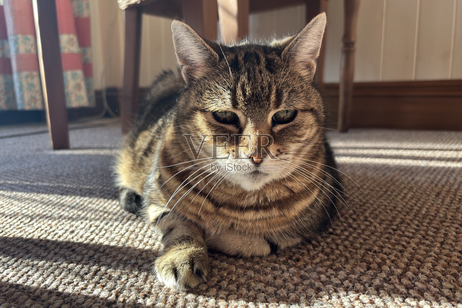 一只虎斑猫在屋子的地毯上休息照片摄影图片