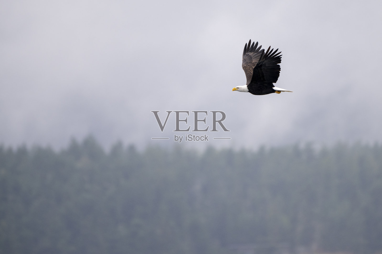 雄鹰翱翔在华盛顿州上空照片摄影图片