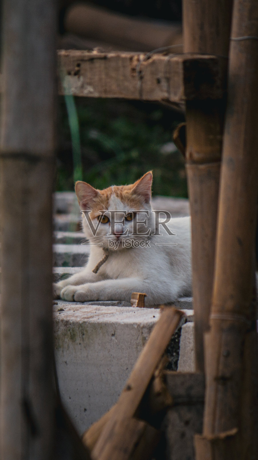 家猫坐落于户外的竹子结构之间照片摄影图片