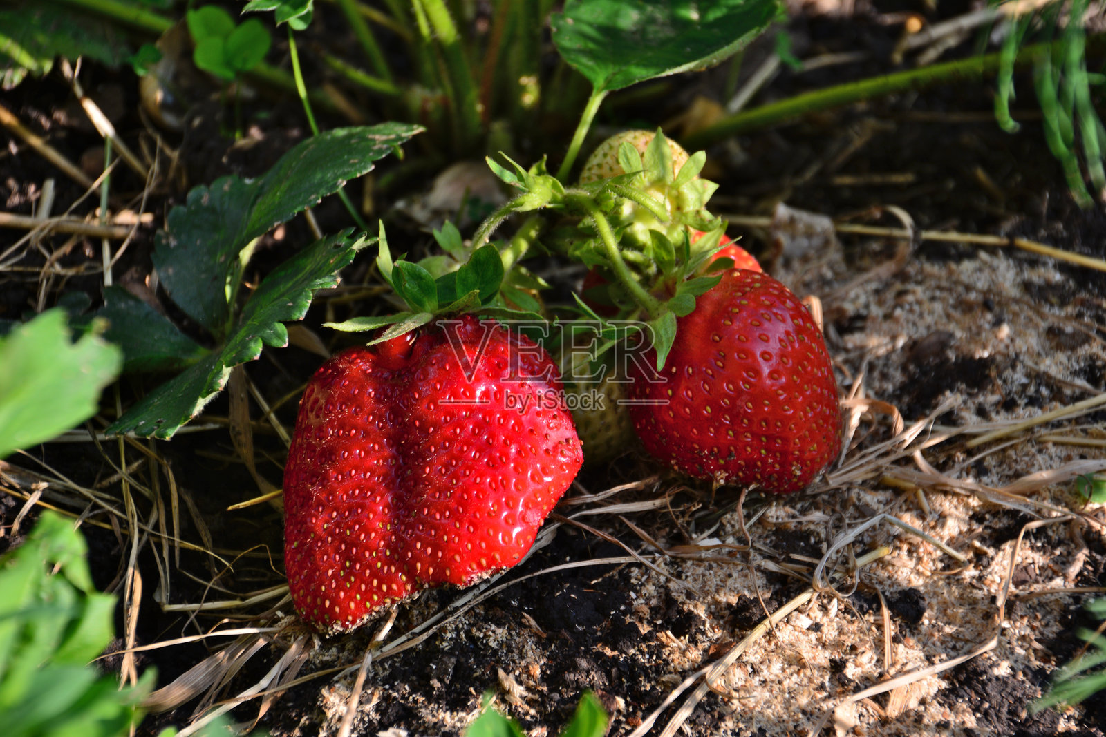 阳光明媚的花园里生长的成熟有机红草莓照片摄影图片