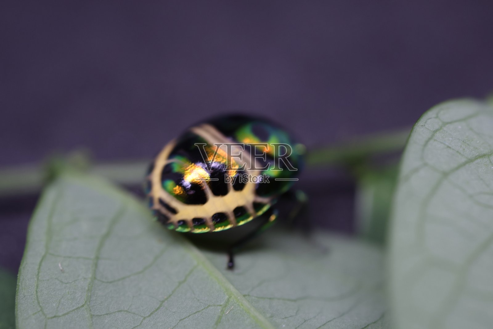 一只色彩斑斓的瓢虫停歇在绿叶上,展示出鲜艳的图案和纹理,非常适合自然主题的设计。照片摄影图片