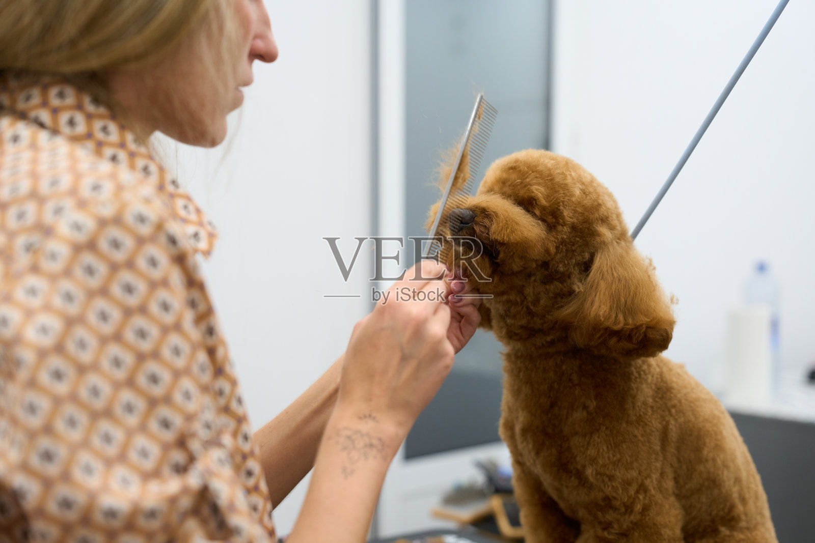 宠物美容师在宠物沙龙里梳理贵宾犬的毛发照片摄影图片