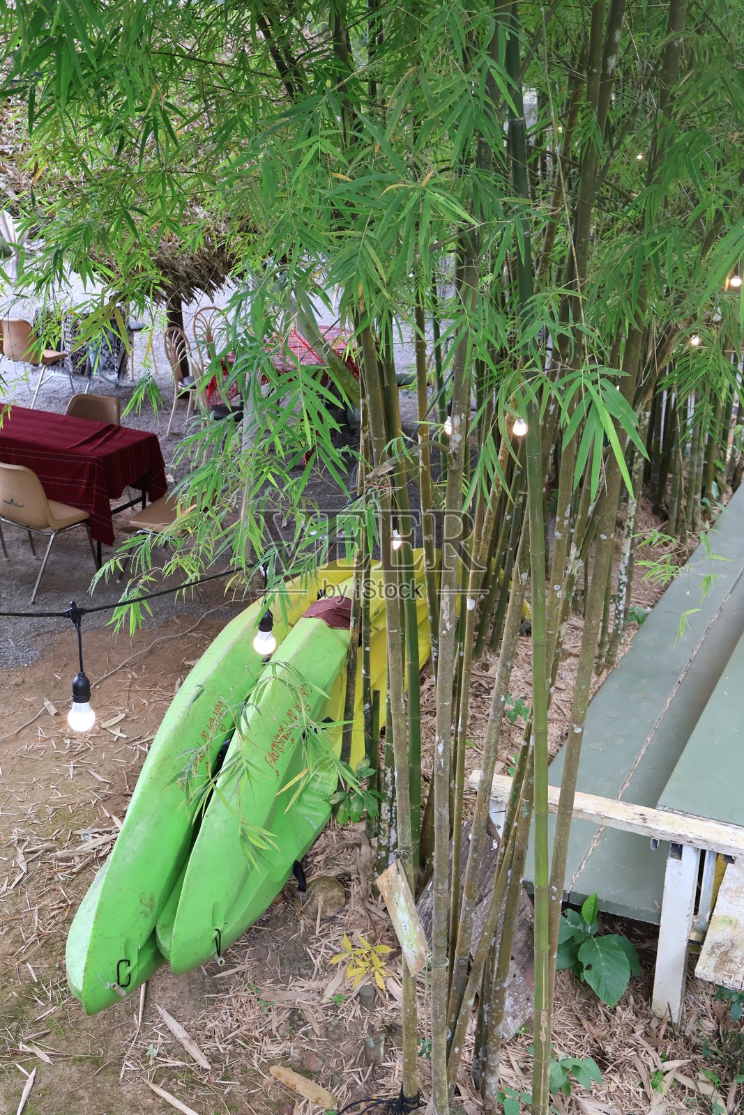 郁郁葱葱的绿色香蕉树,充满活力的热带植物展示着即将收获的成熟香蕉,非常适合自然主题项目。照片摄影图片