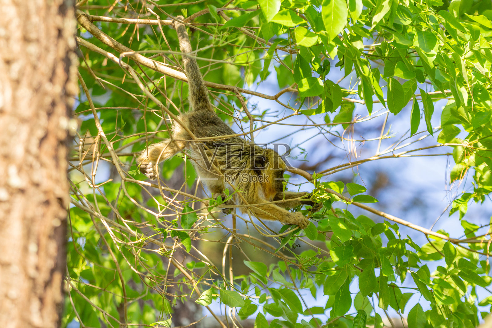 一个浅色毛发的猴子照片摄影图片