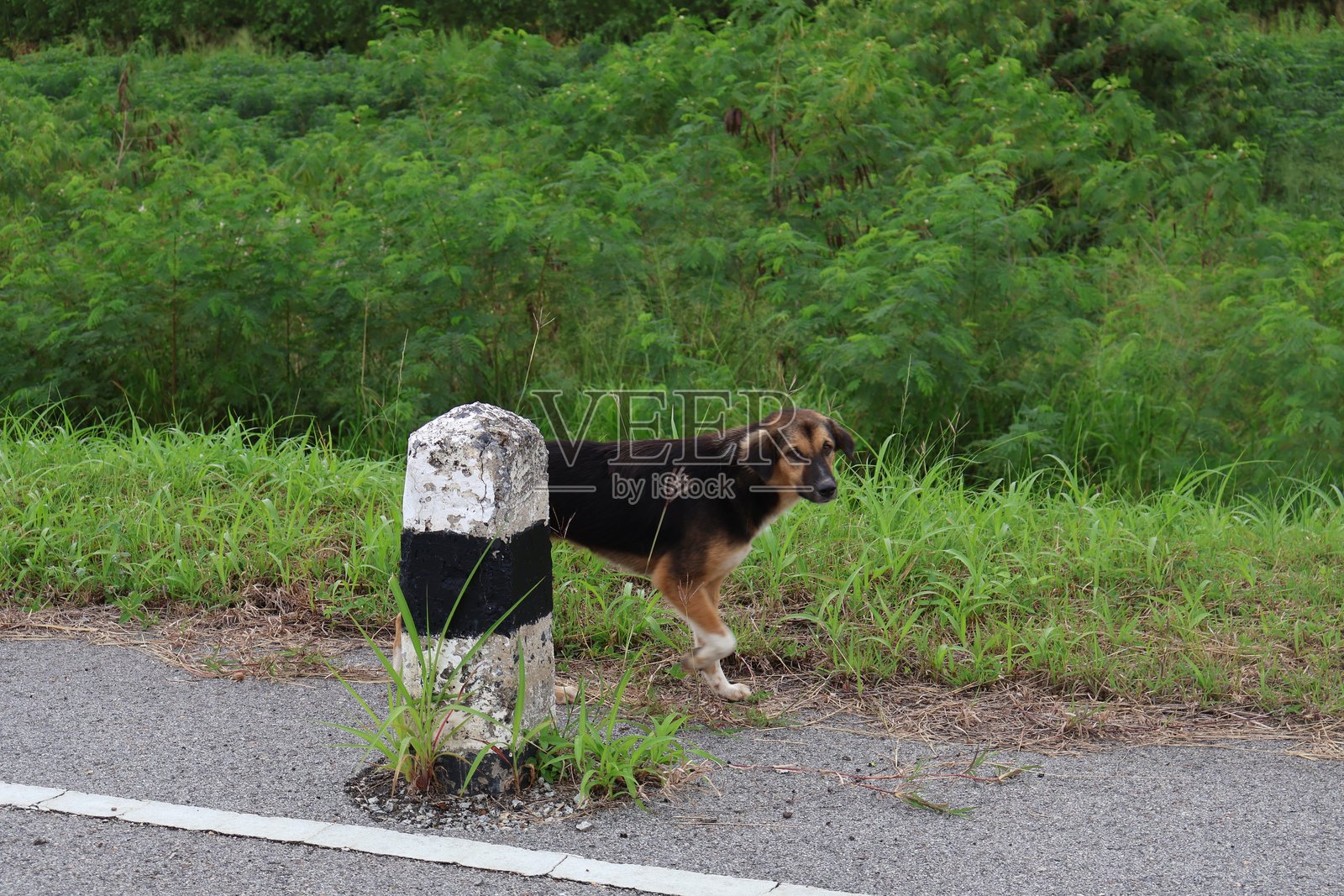 一只狗在路边垃圾桶旁的草地上探索,好奇的狗狗在自然环境中查看周围环境。照片摄影图片