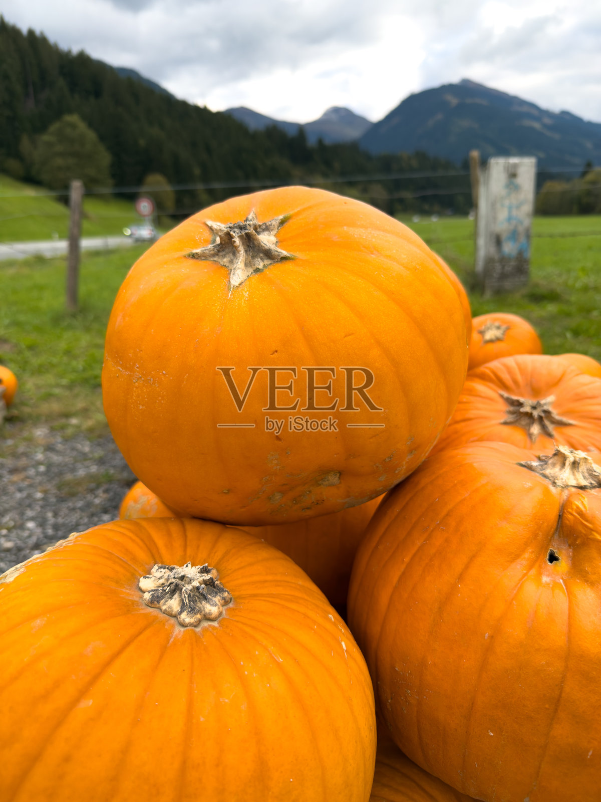 托盘上的一堆新鲜橙色南瓜照片摄影图片