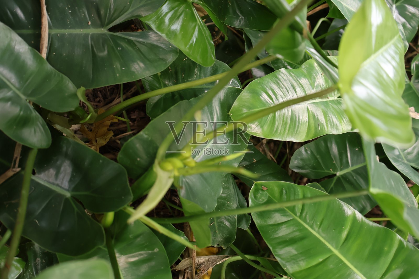 茂盛的室内植物,充满活力的绿叶营造出自然美感,是放松或正念主题的完美背景。照片摄影图片