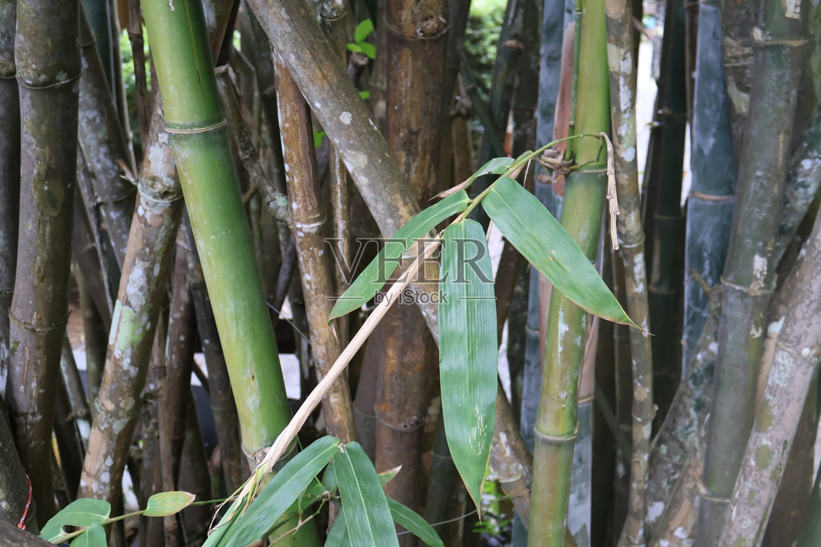 葱郁的绿叶掩映在高耸的竹竿之间,一派生机勃勃的自然景象,非常适合自然主题项目或背景。照片摄影图片