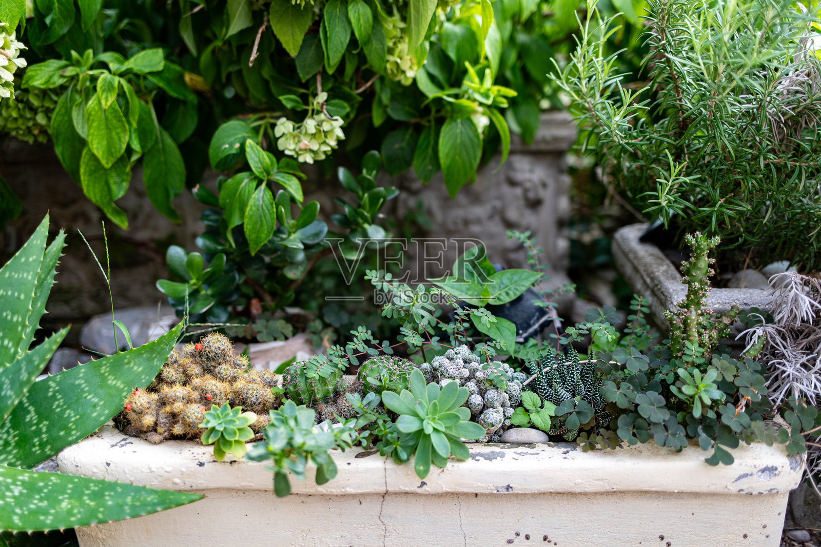 质朴的石质花盆里的多肉植物和仙人掌组合,置于户外。照片摄影图片