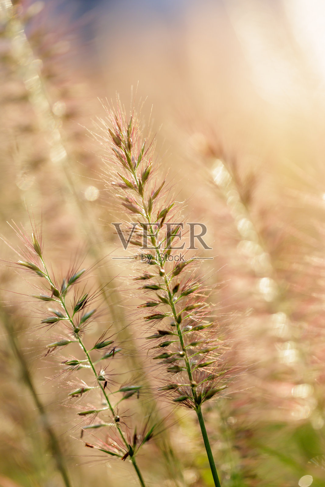 狼尾草属照片摄影图片