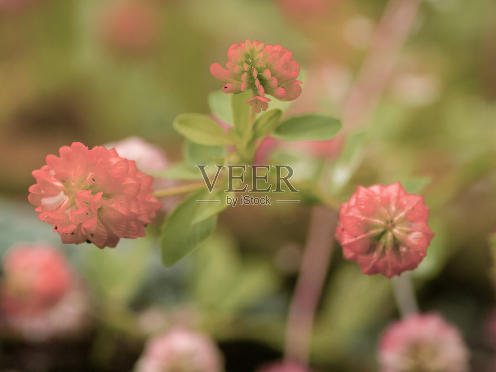 田野里的黄色野花,微距,特写。照片摄影图片