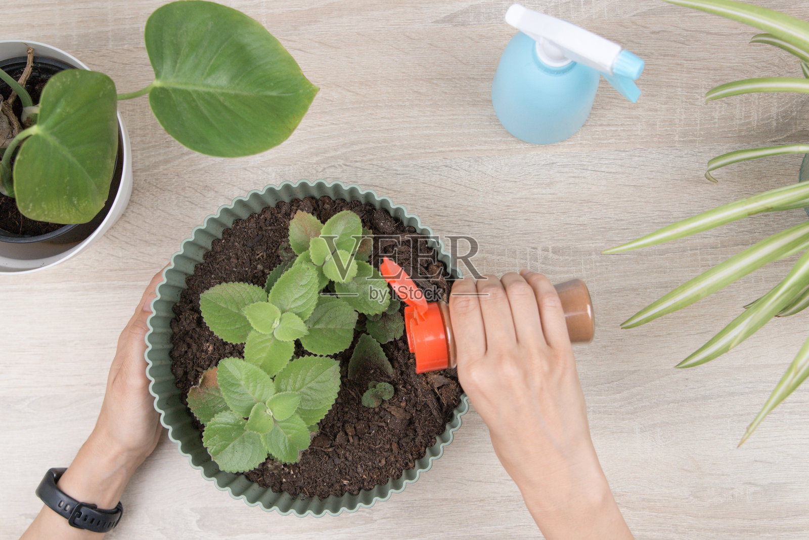 女子将肉桂粉撒入盆栽土壤中以进行天然害虫防治。环保家居园艺解决方案照片摄影图片