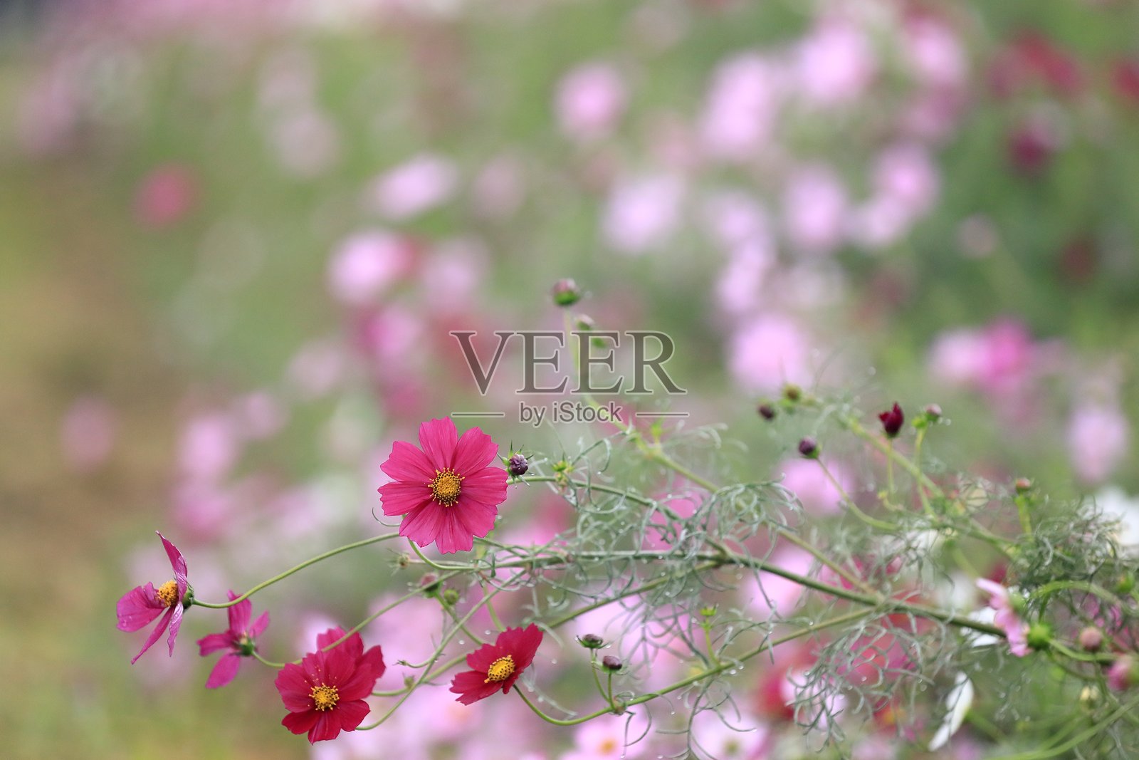 秋日波斯菊照片摄影图片