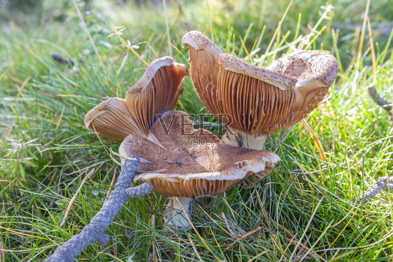 蜜环菌?秋季在比利牛斯山照片摄影图片