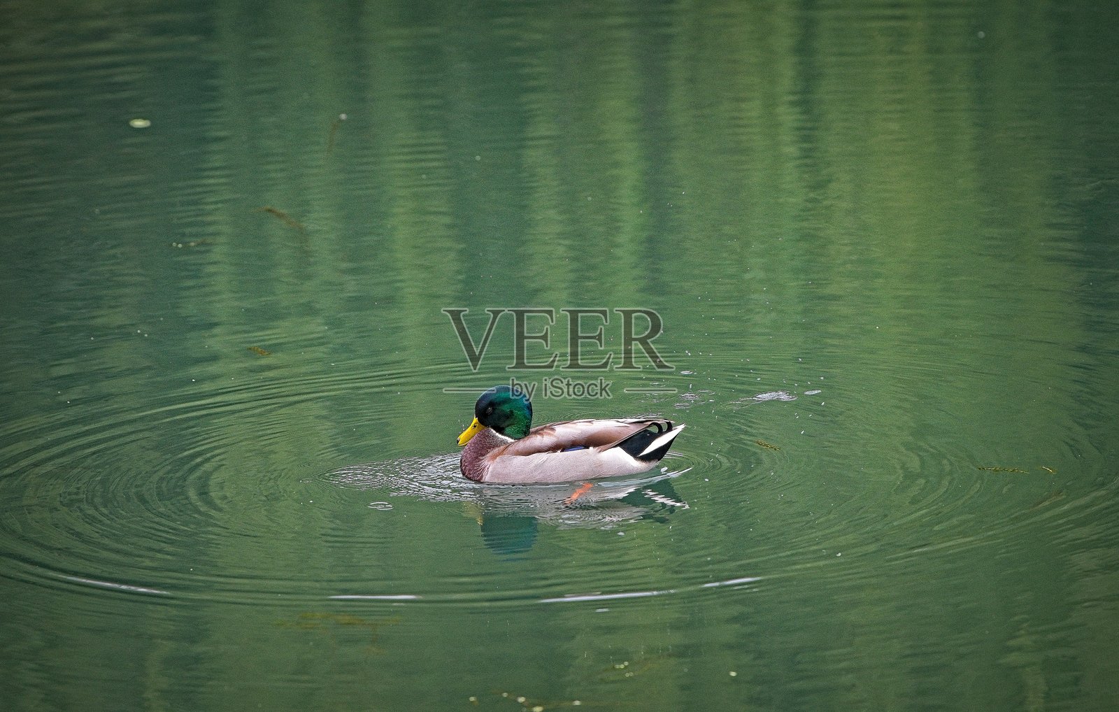 绿头鸭照片摄影图片