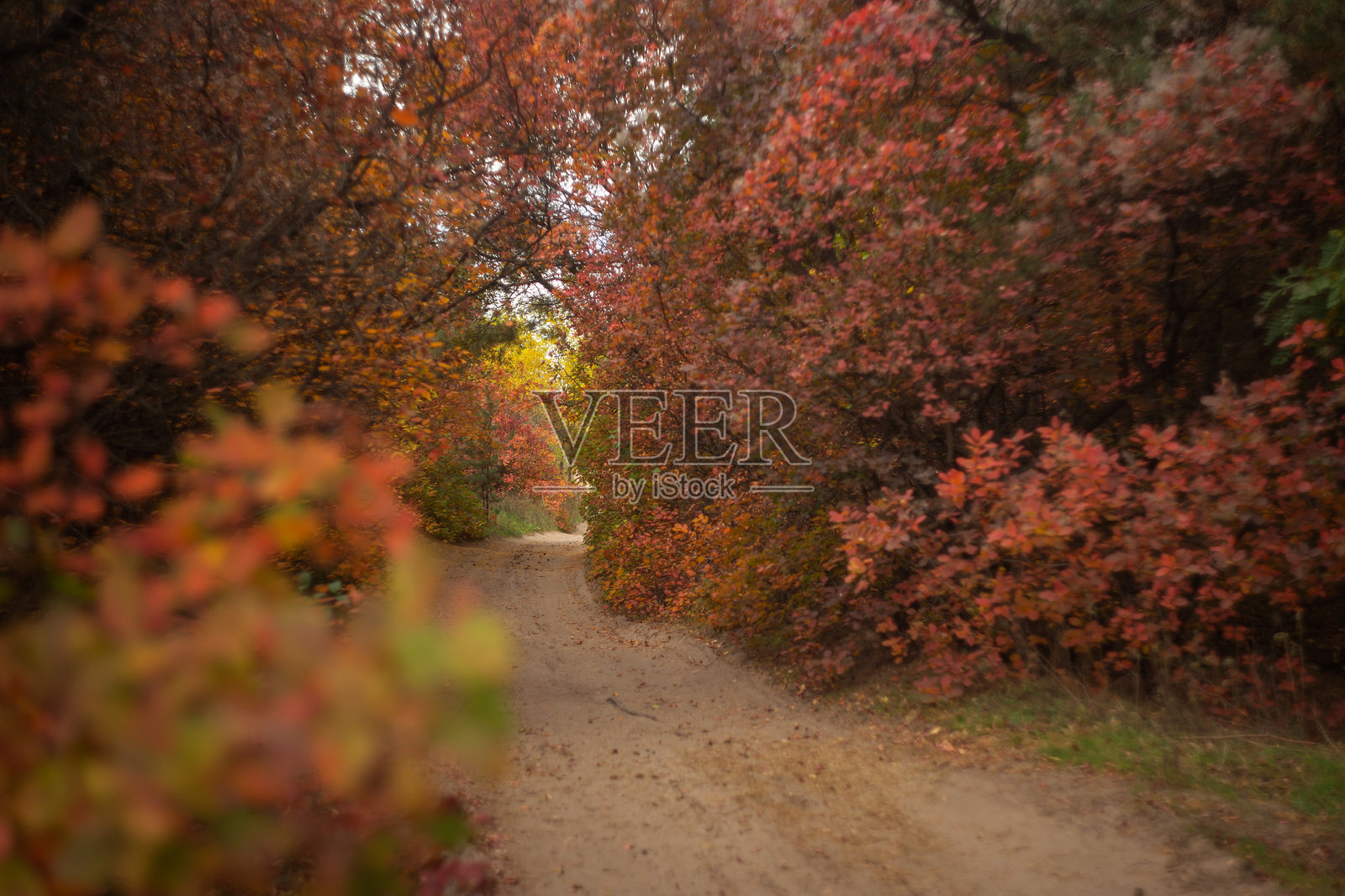 秋季美丽的风景,有树木和绿叶照片摄影图片