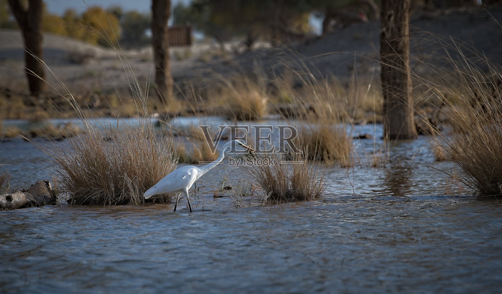 鸭子照片摄影图片