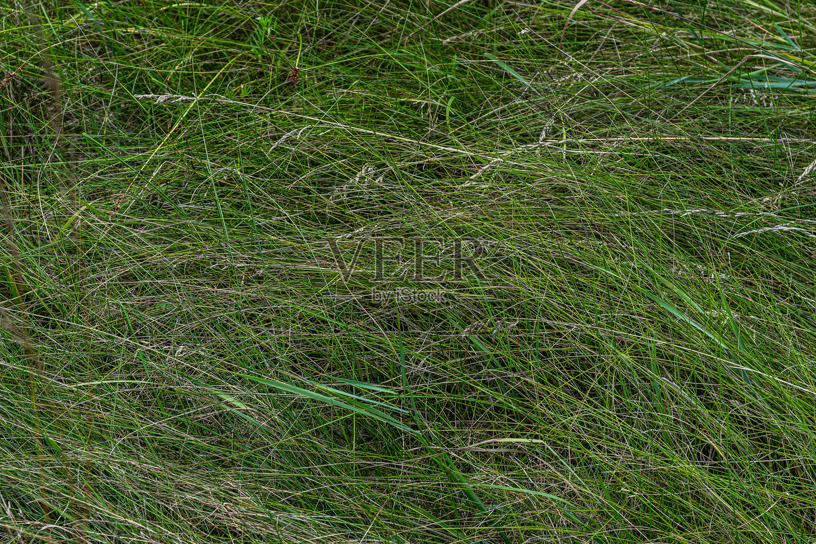 在自然光下,绿草地上呈现出各种深浅不一的色调和纹理,在宁静的户外环境中捕捉自然的纯粹之美。照片摄影图片