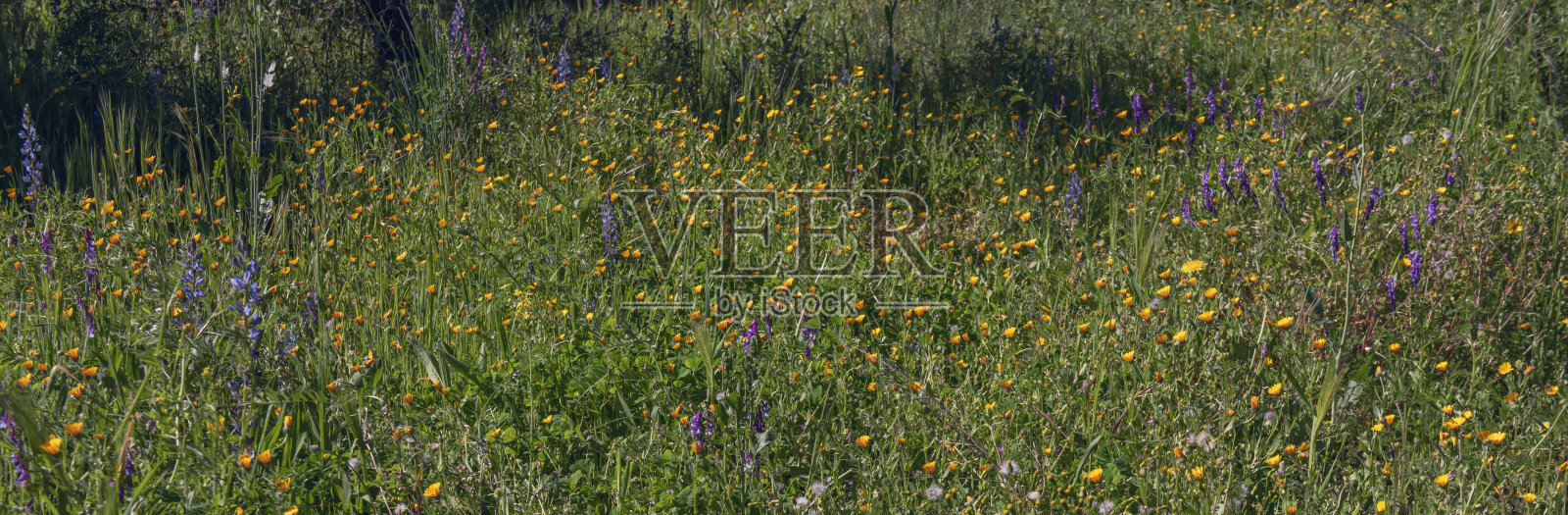 春季开满鲜花的草地可能会引起一些人的过敏。夏季在野外自然风光。照片摄影图片