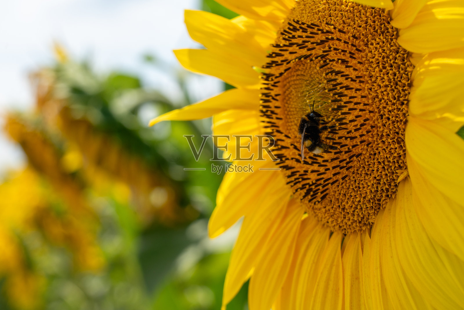 一只大黄蜂正在积极地给向日葵花盘授粉。明亮的黄色花朵衬托着模糊的背景,背景中还有其他花朵,突出了传粉者和夏天的季节感。照片摄影图片