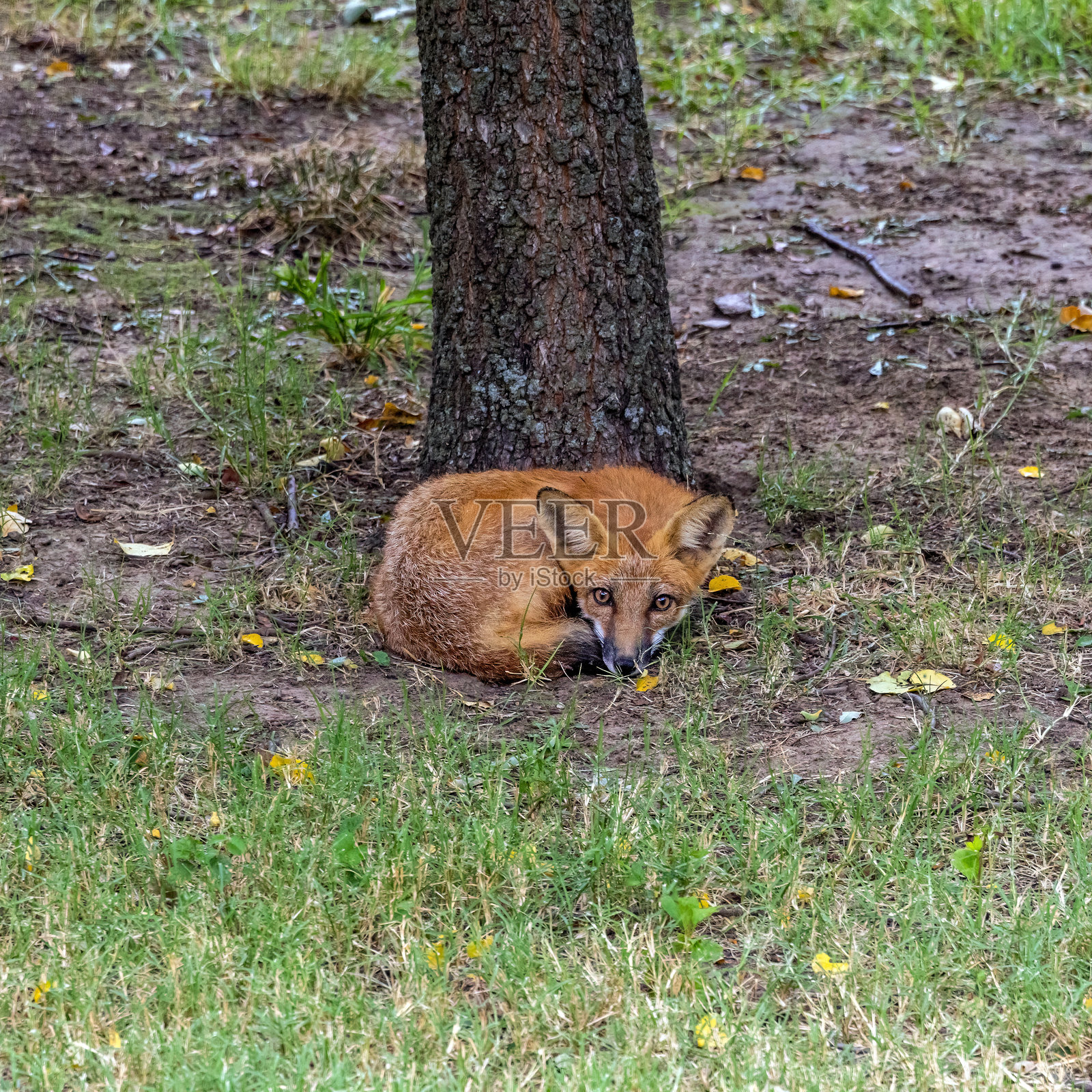 一只红狐狸在休息照片摄影图片