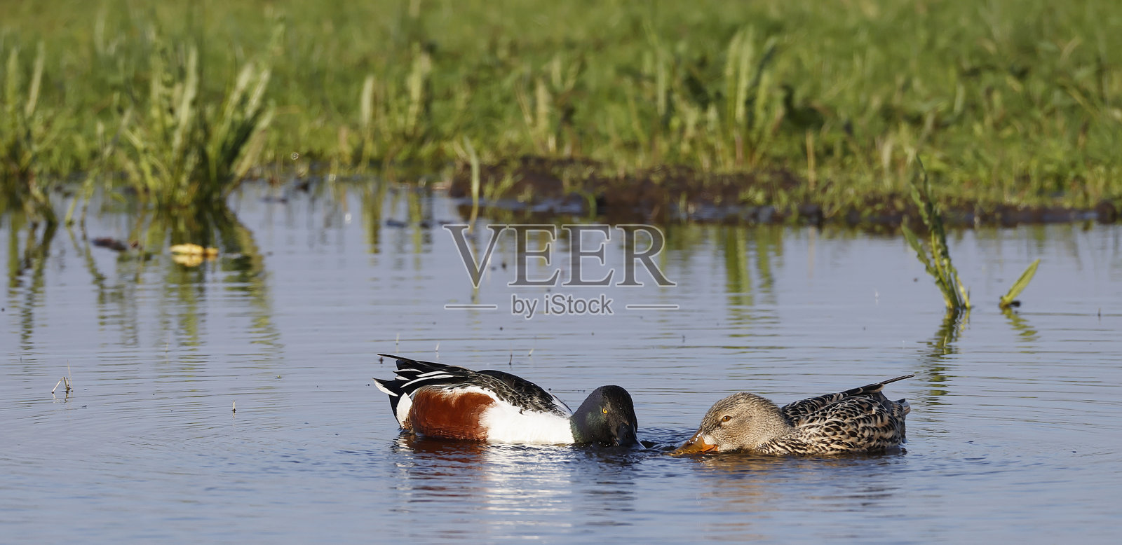 北方翘嘴鸭(Anas clypeata)展示行为照片摄影图片