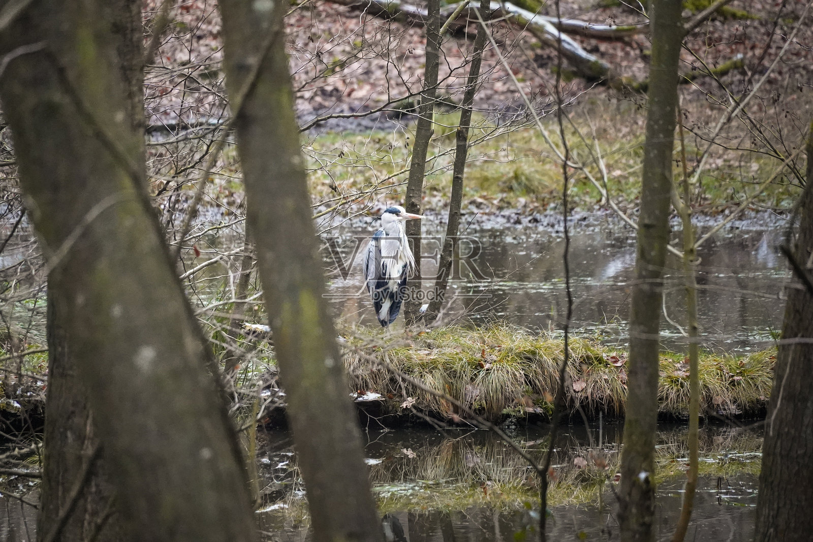 灰鹭(Ardea cinerea)站立在沼泽中的小岛上照片摄影图片